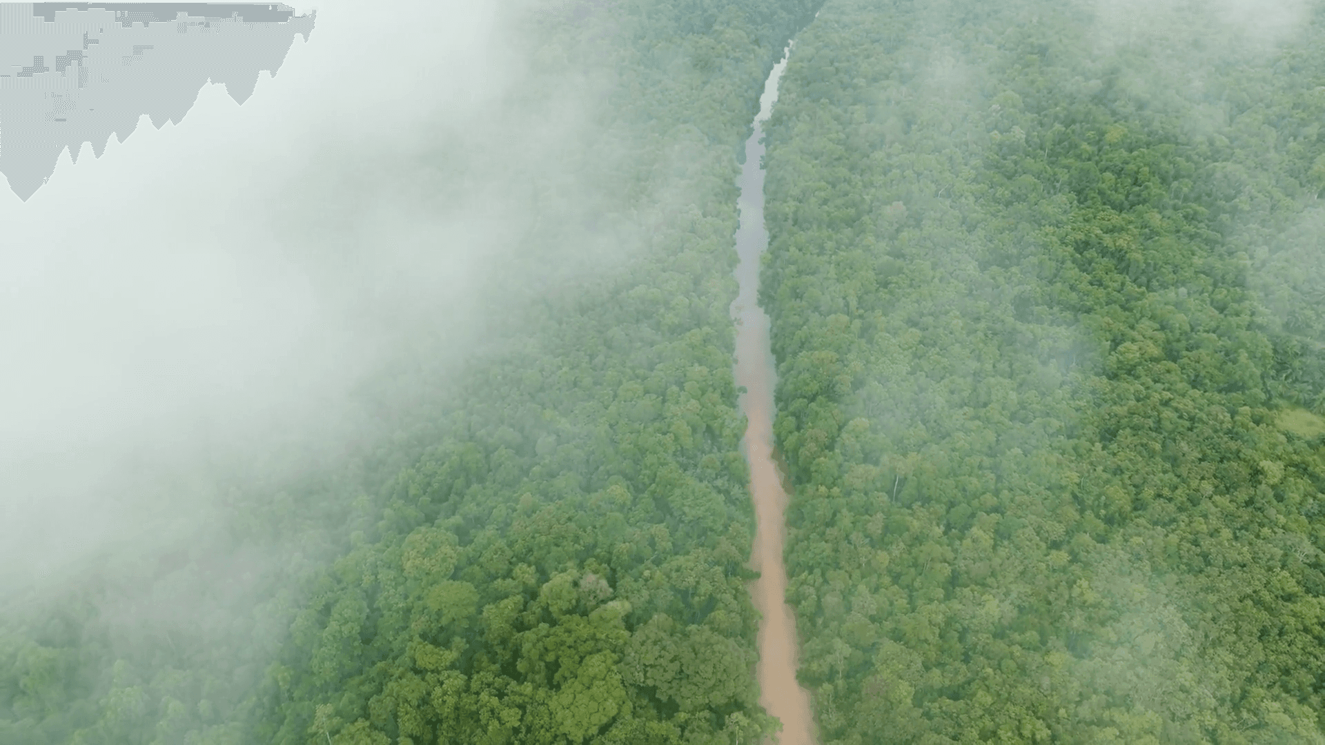 Rain-forest canopy symbolising CO₂ circularity